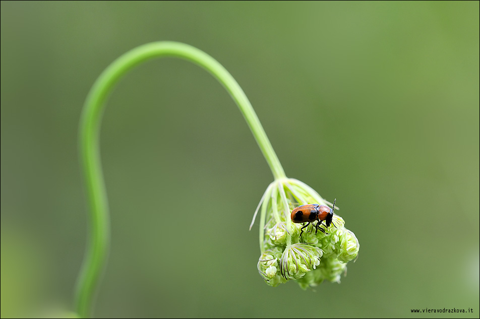Cryptocephalus quale? Coptocephala...